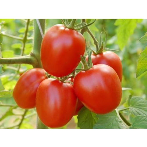 Bingenheimer biodinaminių Quadro pomidorų sėklos 