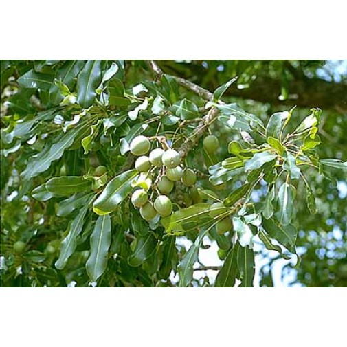 Natūralus sviestmedžio aliejus, 50g