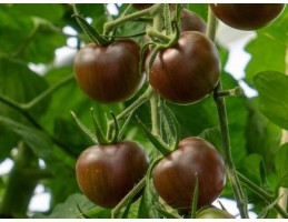 Bingenheimer biodinaminių kekinių pomidorų Black Cherry sėklos