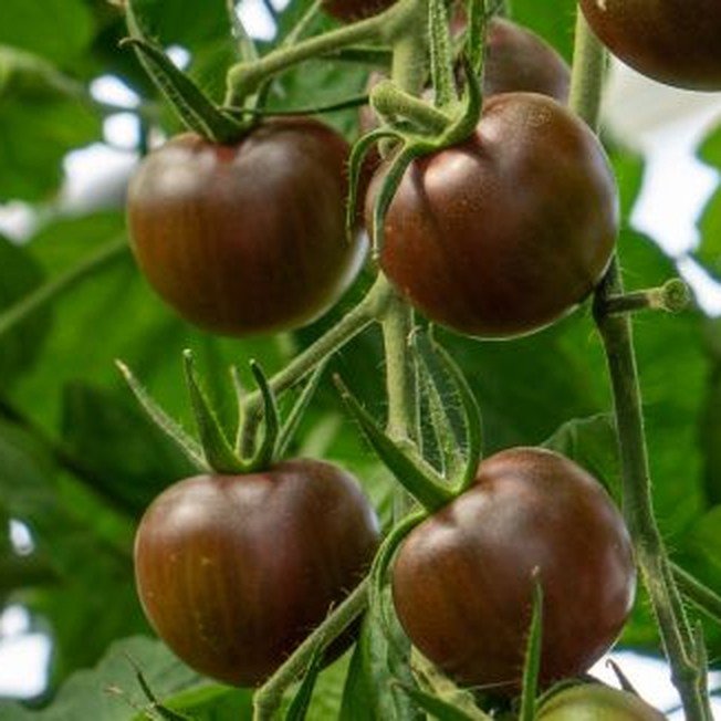 Kekinių pomidorų Black Cherry sėklos